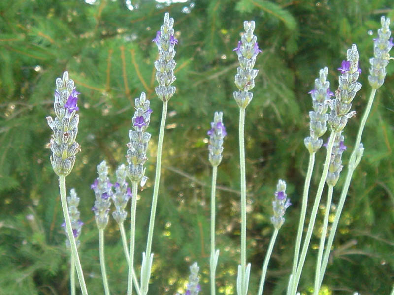 Lavandula lanata photo